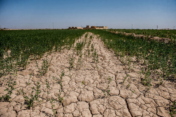 خسارت سیل در استان بوشهر/ از جاده و برق تا نابودی محصولات کشاورزی توسط کشاورزان