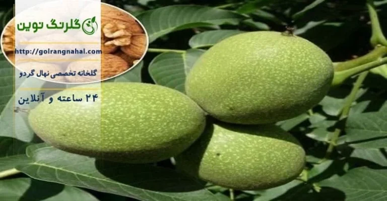 نحوه کاشت نهال گردو در گلدان