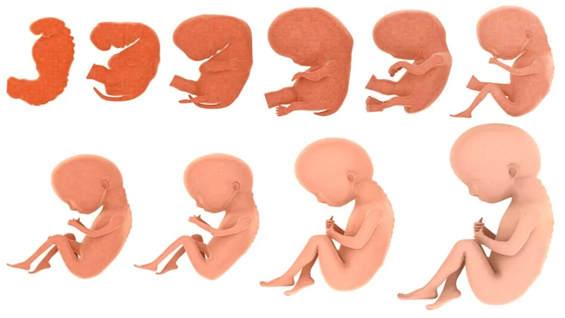 Table-of-fetal-weight-and-its-normal-size-in-the-months-of-pregnancy