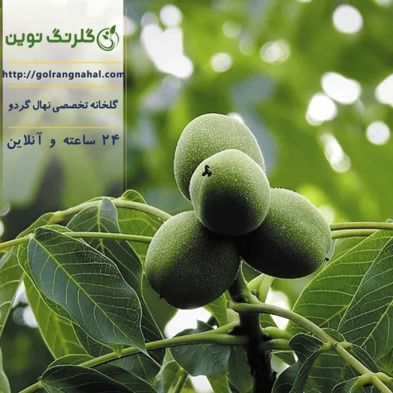 فواید نمک برای درخت گردو