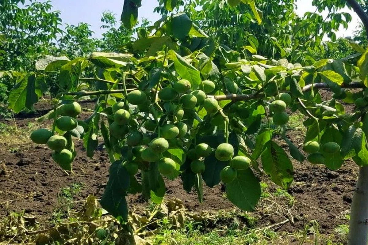 نگهداری از نهال گردو
