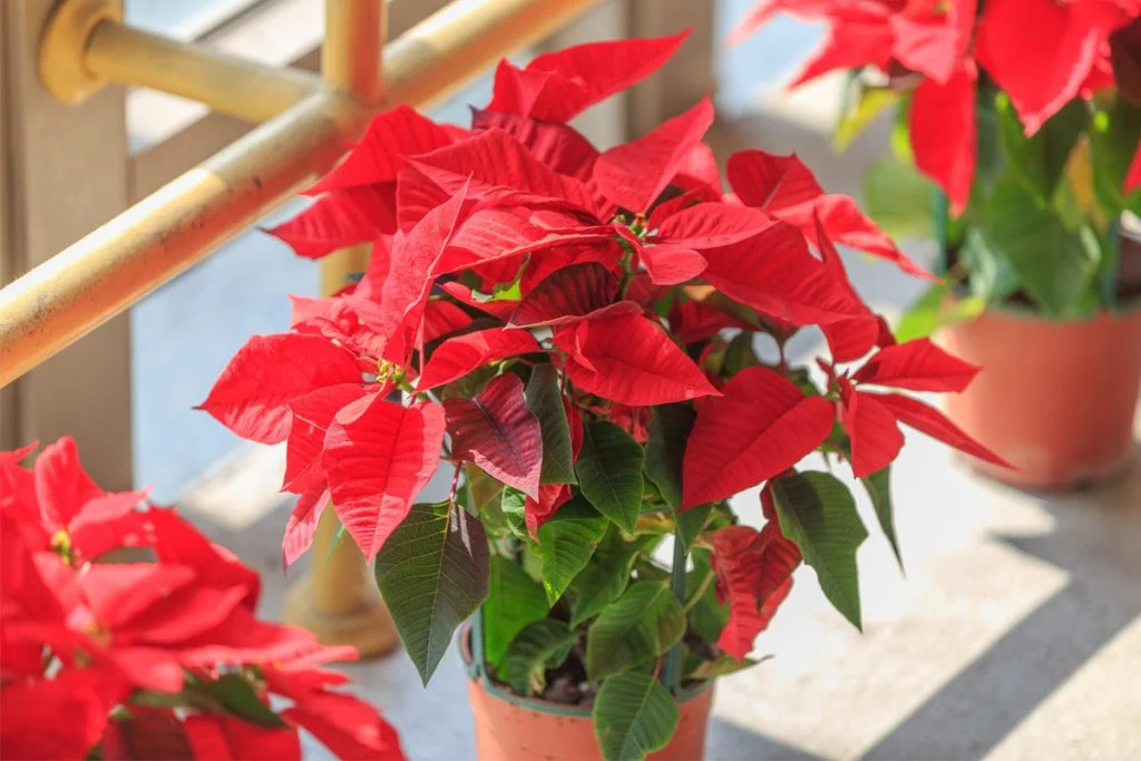 A variety of shrubs with red leaves