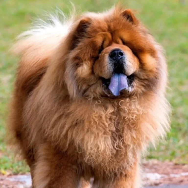سگ چاو چاو (Chow Chow چائو چائو)