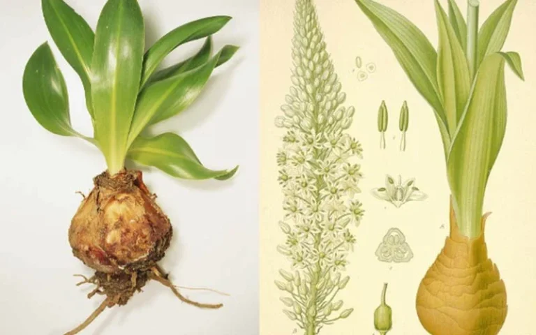 روغن کندش برای چی خوبه؟