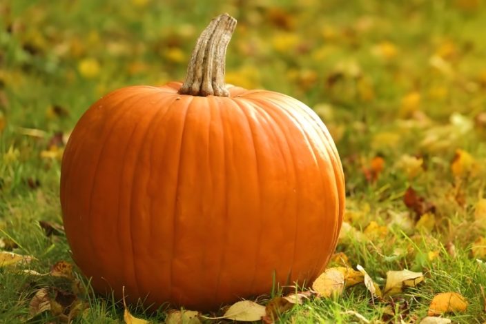 فواید کدو حلوایی برای سلامت بدن و روان از نگاه طب سنتی