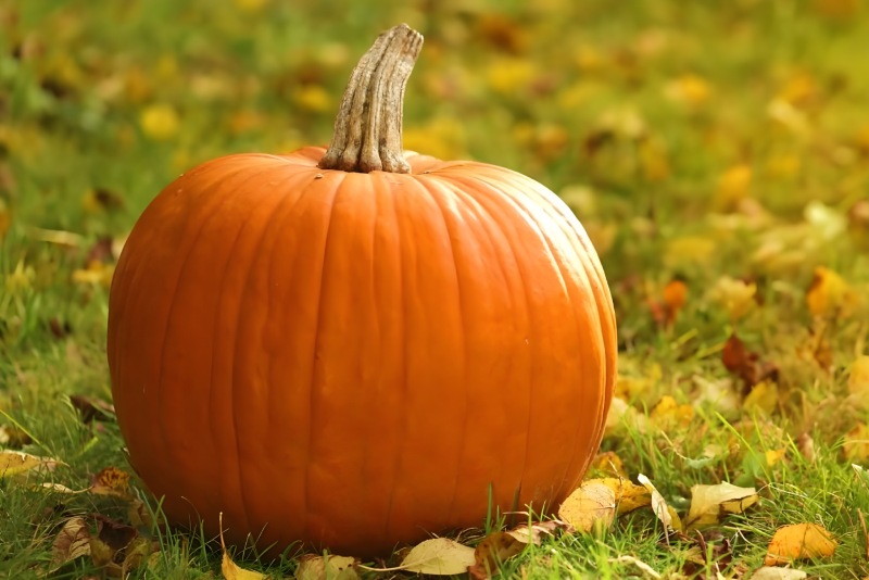 فواید کدو حلوایی برای سلامت بدن و روان از نگاه طب سنتی